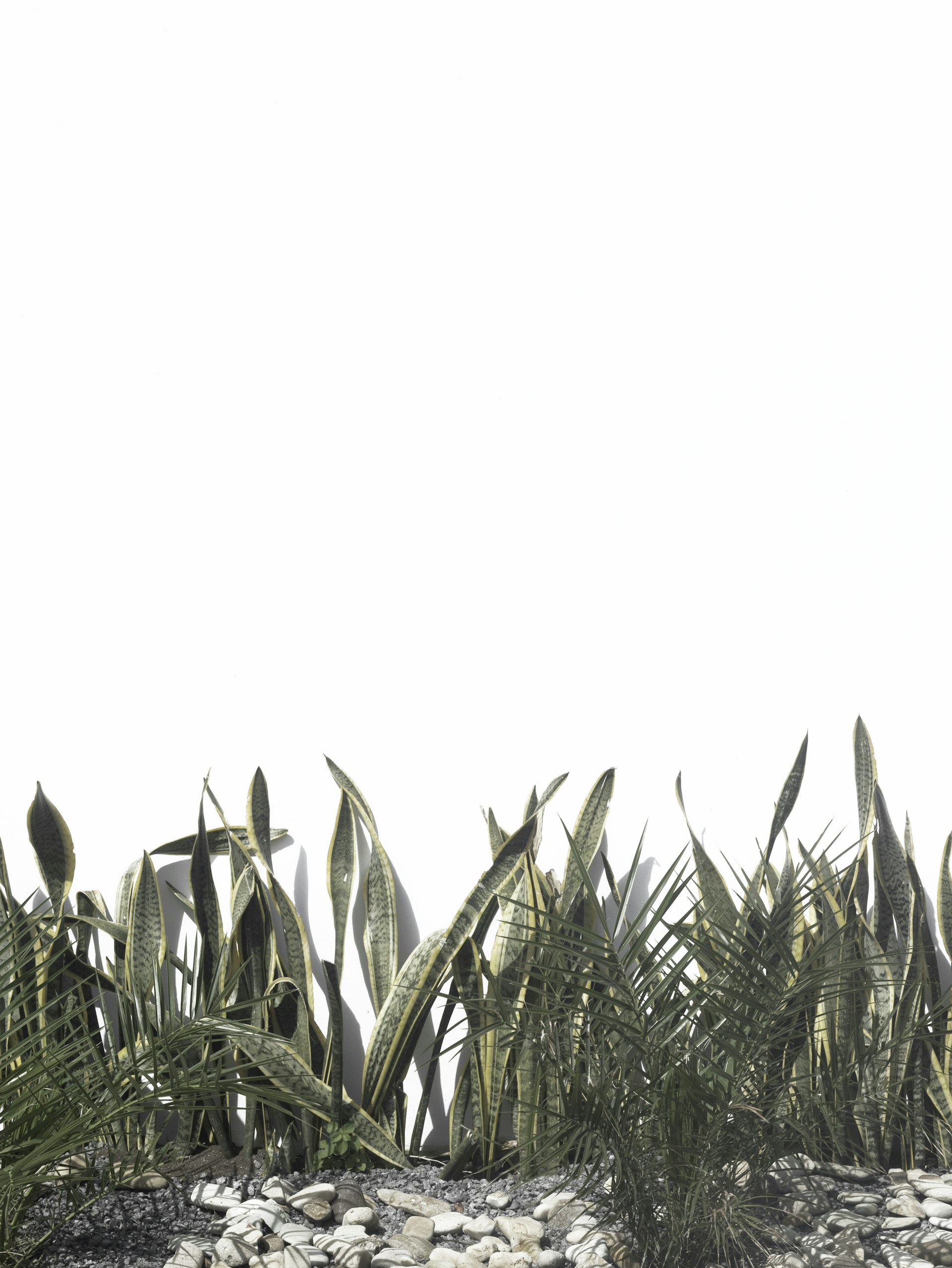 green leaves under white sky