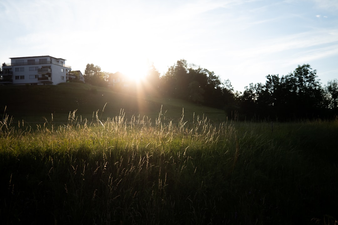 green grass field during sunrise