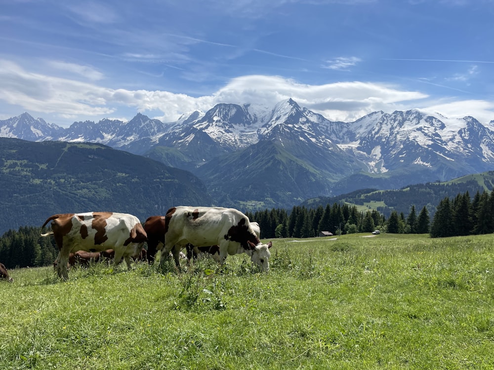 white and brown cow on green grass field near snow covered mountain during daytime