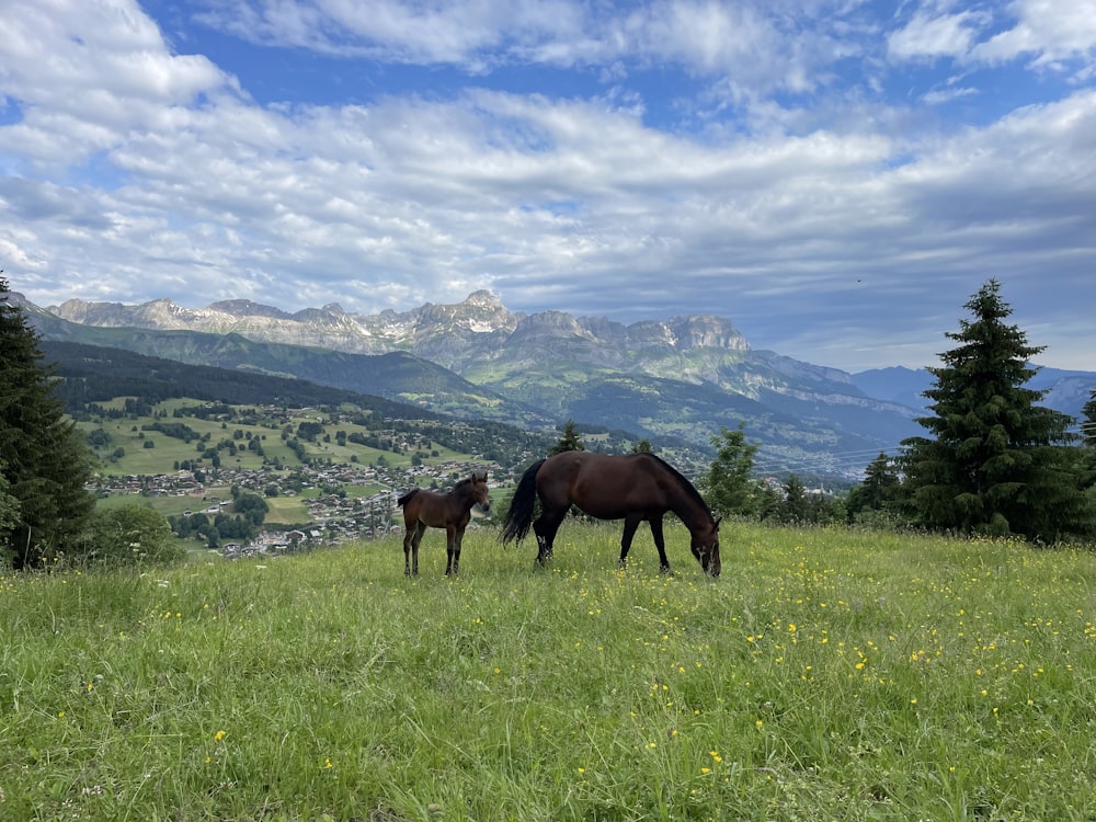 brown horse eating grass on green grass field during daytime