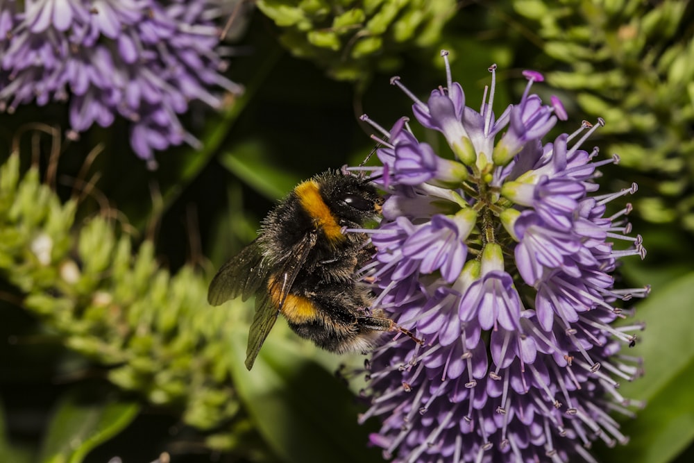 black and yellow bee on purple flower