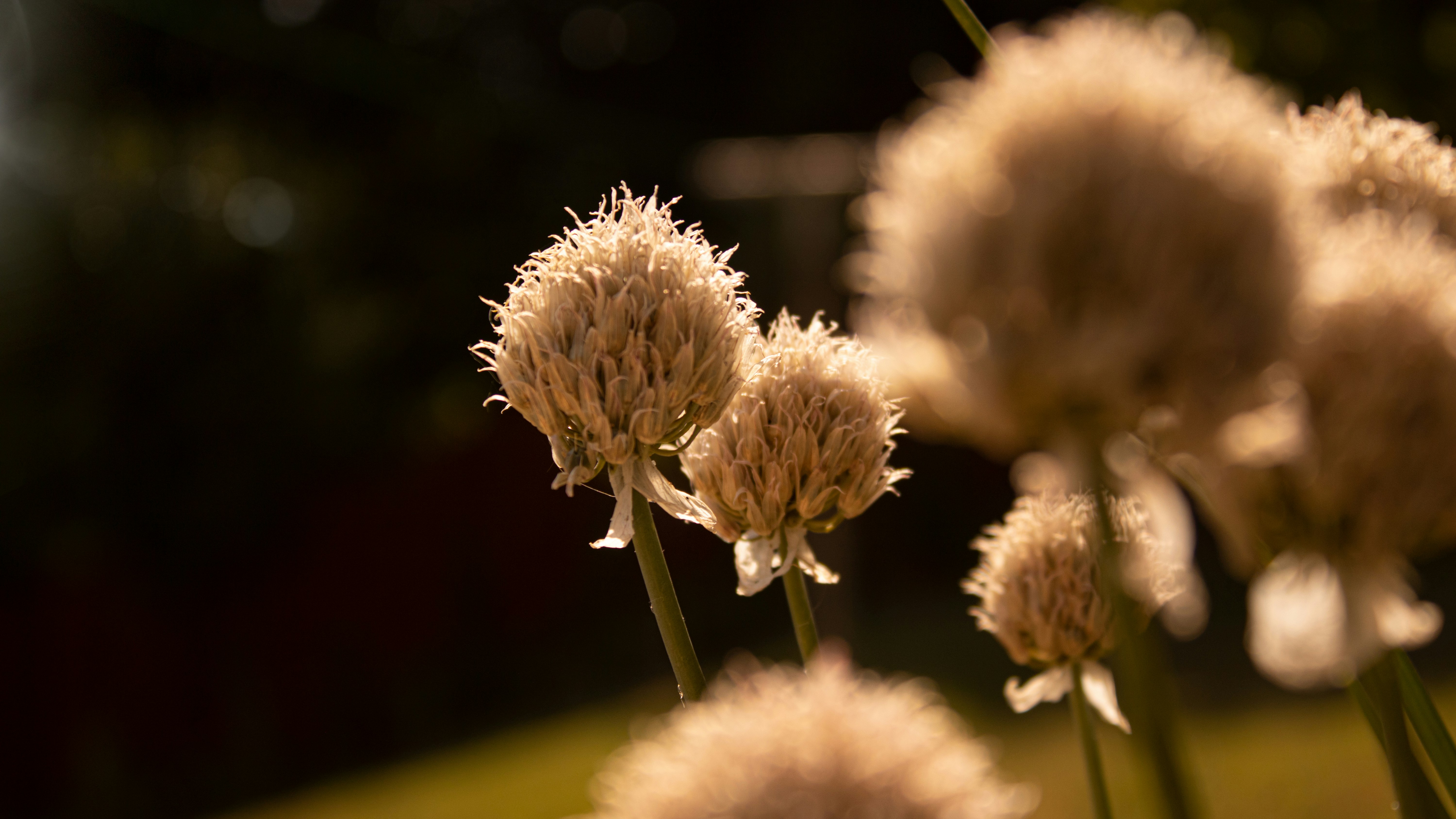 Photo by petetakesphotos