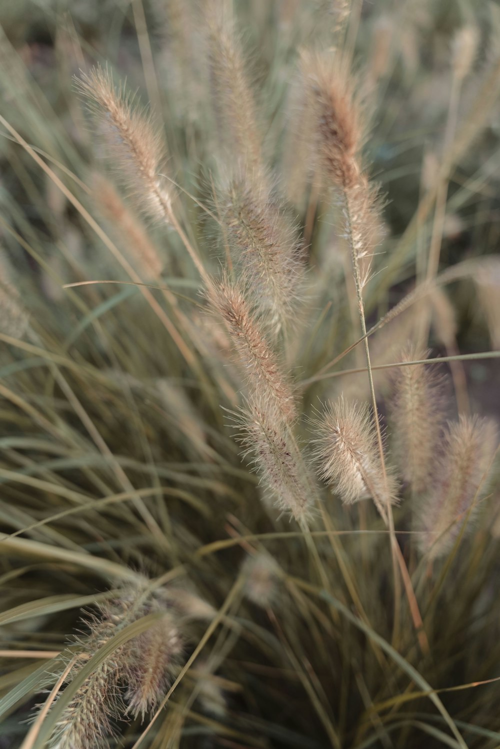 brown wheat in close up photography