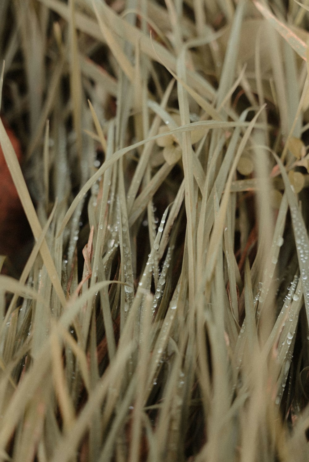 white and brown grass in close up photography