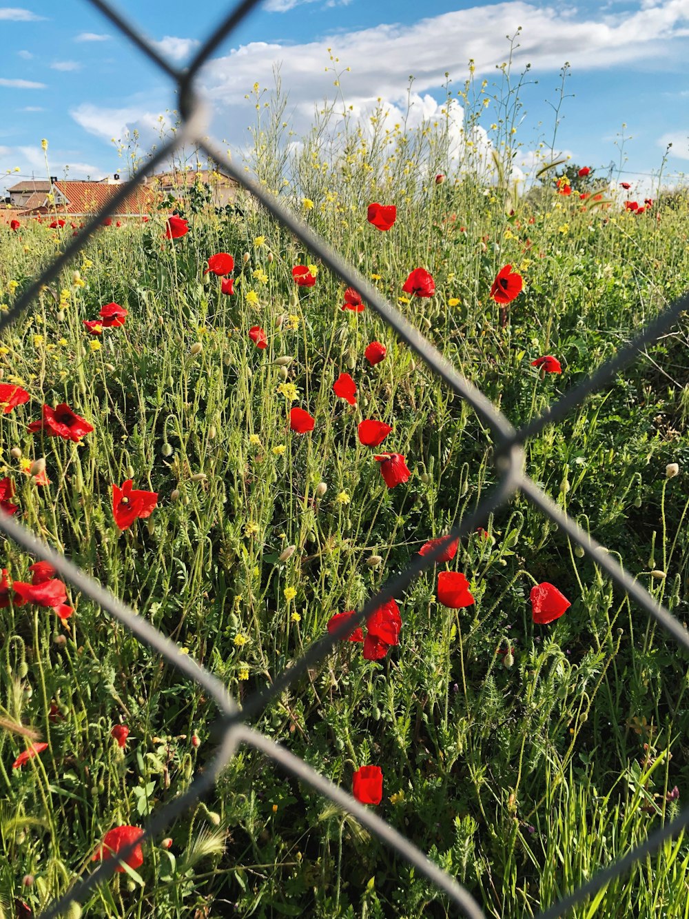 fleurs rouges près de la clôture en acier gris pendant la journée