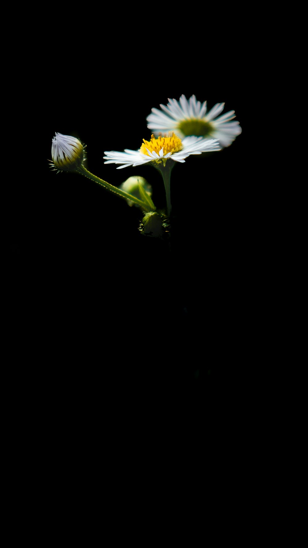 white and yellow flower in black background