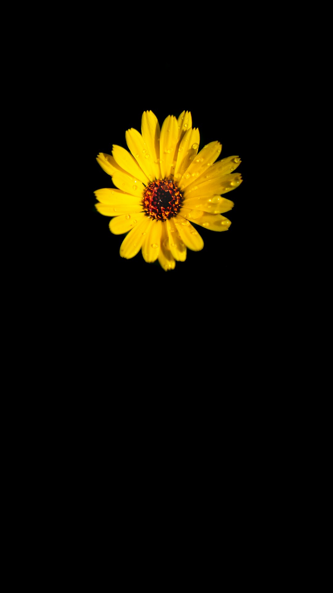 yellow flower with black background