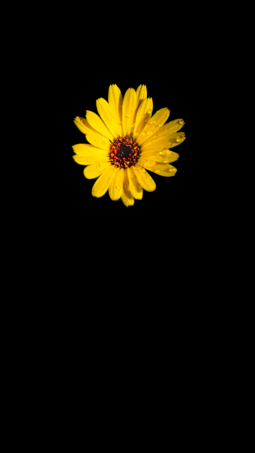 gelbe Blume mit schwarzem Hintergrund