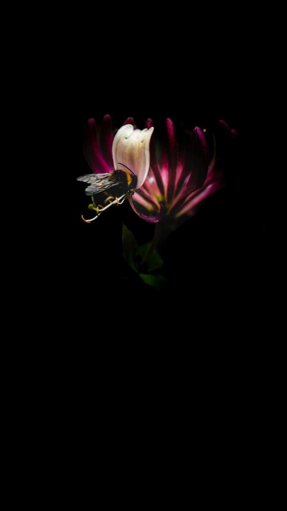 white and purple flower in close up photography