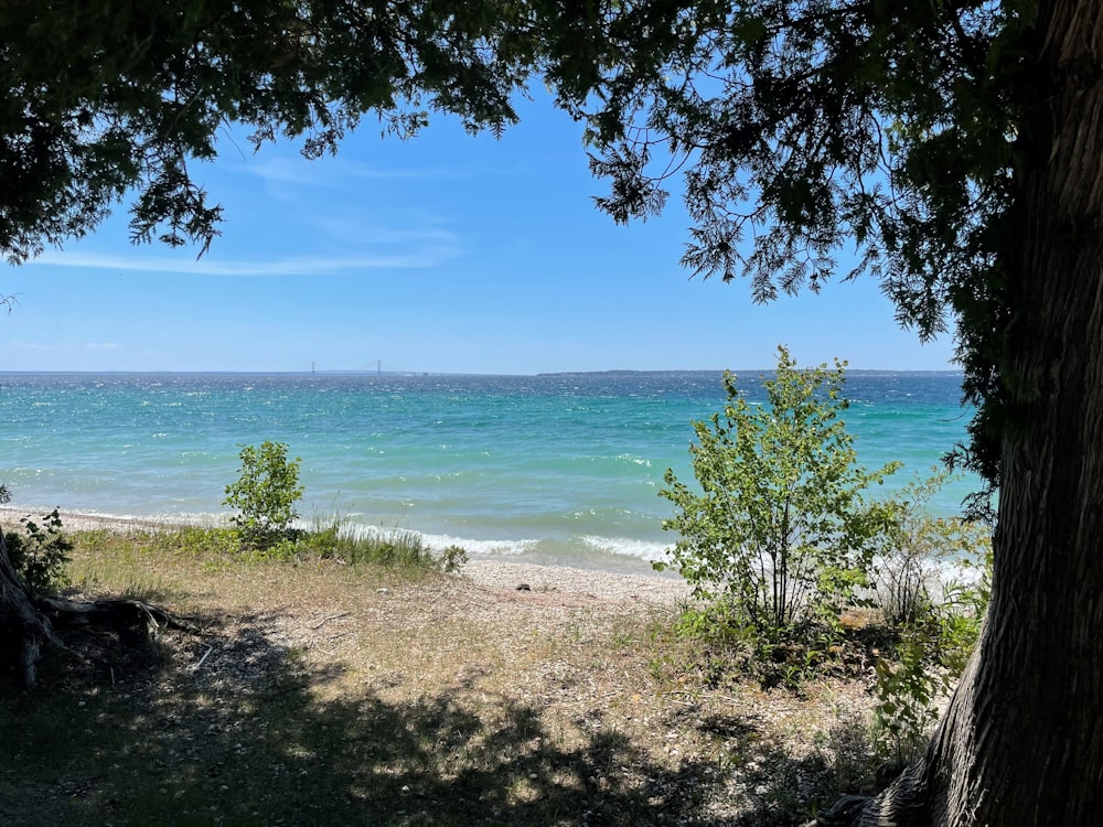 green trees near blue sea under blue sky during daytime