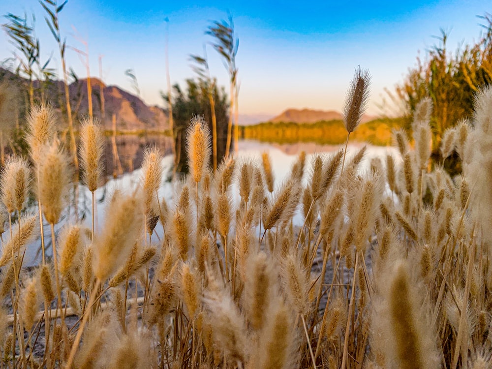 brown wheat field under blue sky during daytime