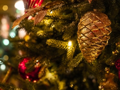 brown pine cone on green pine tree merry google meet background