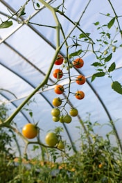 Ripe and unripe tomatoes are hanging on the vine inside a greenhouse. The tomatoes range from green to orange and red in color, and the background shows other tomato plants and the structure of the greenhouse, which is covered with translucent material allowing natural light.