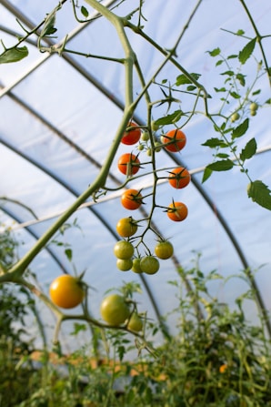 Ripe and unripe tomatoes are hanging on the vine inside a greenhouse. The tomatoes range from green to orange and red in color, and the background shows other tomato plants and the structure of the greenhouse, which is covered with translucent material allowing natural light.