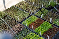 green and brown leaves on gray steel rack