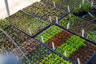 green and brown leaves on gray steel rack
