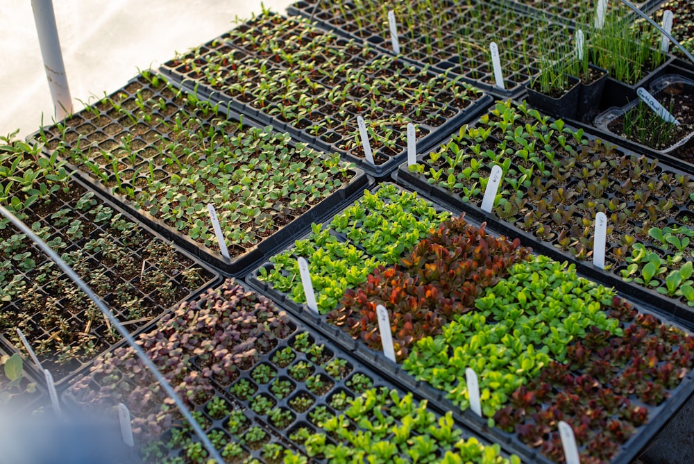 green and brown leaves on gray steel rack