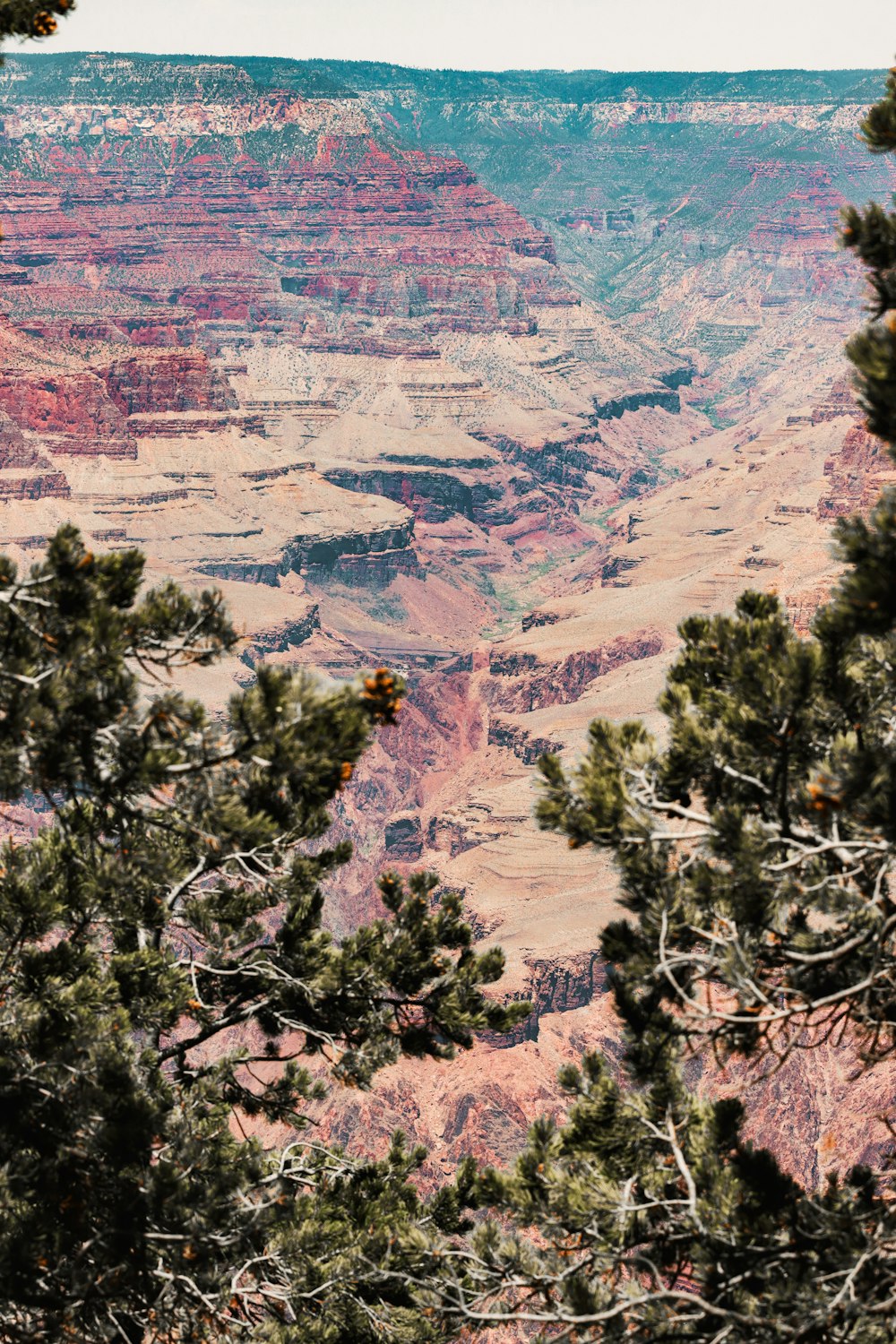 green trees on brown mountain during daytime