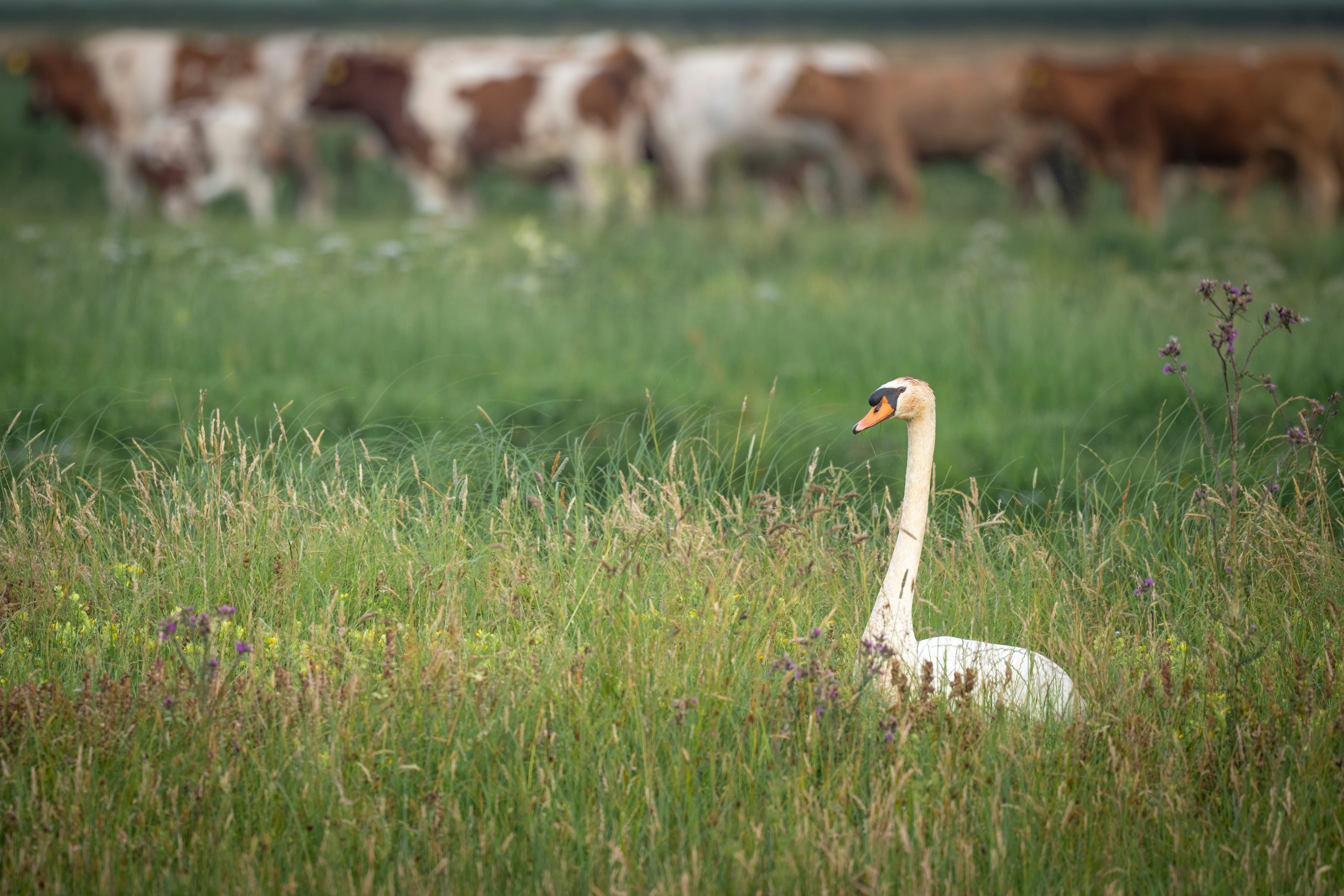 Photo by vincentvanzalinge