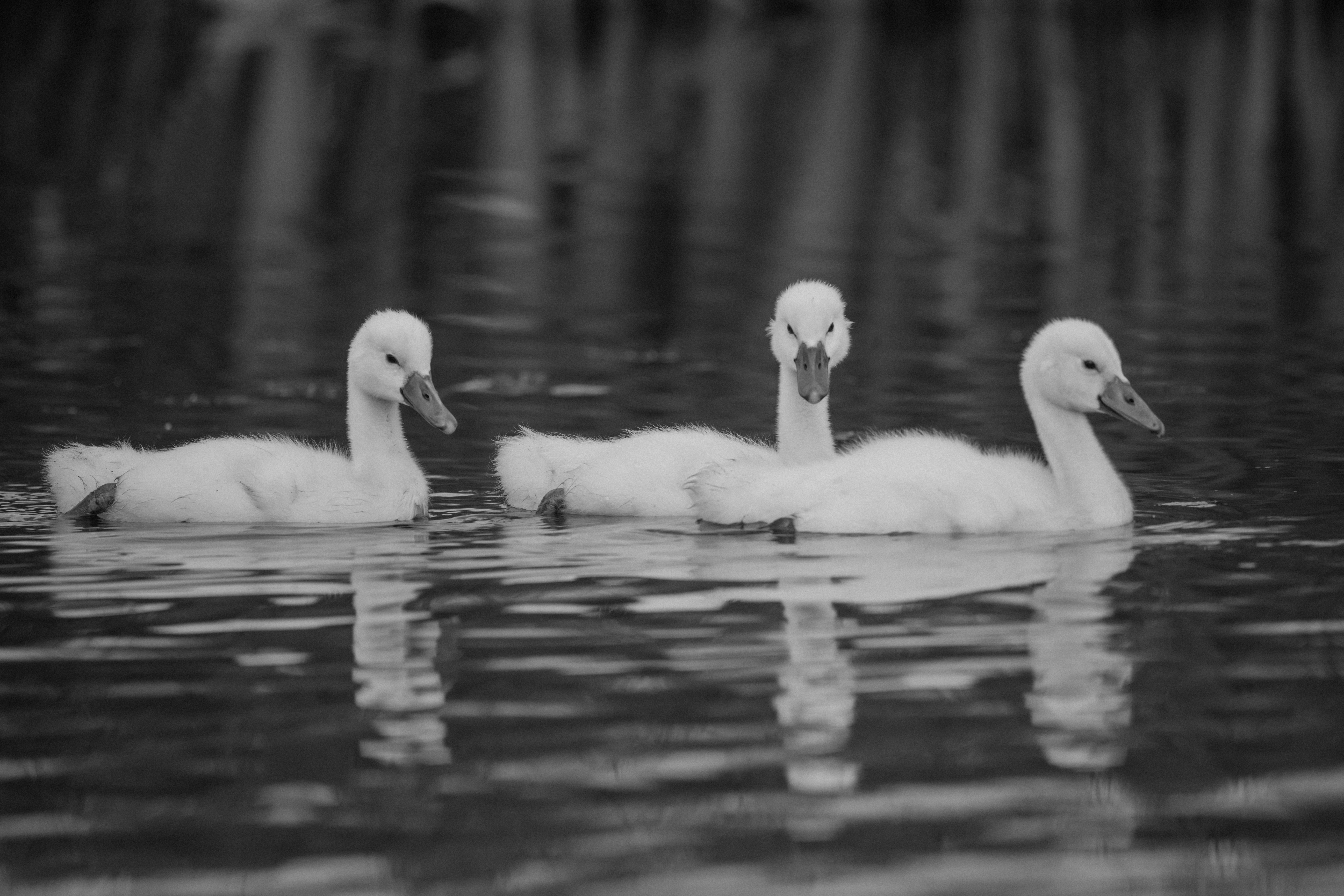 Photo by vincentvanzalinge