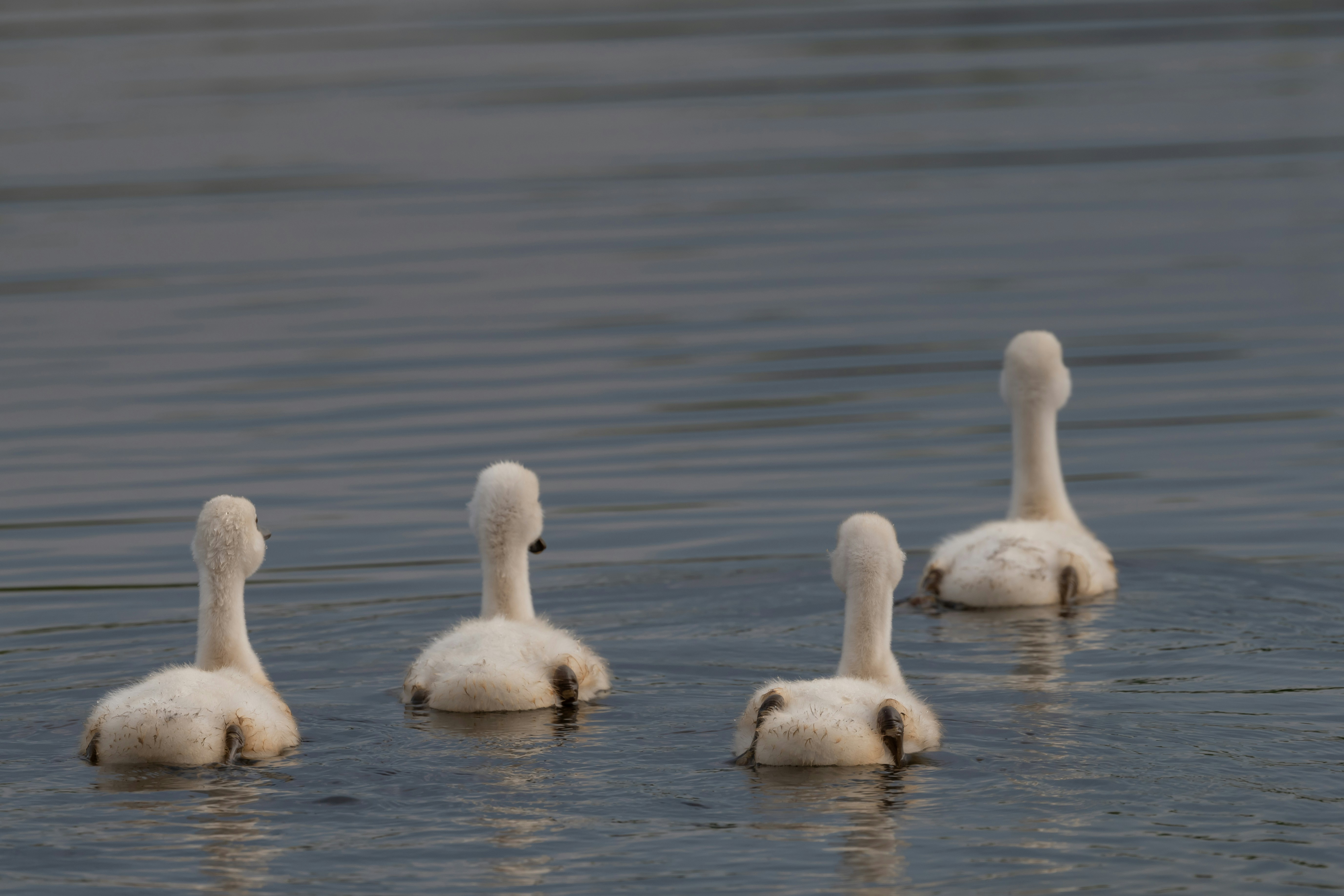 Photo by vincentvanzalinge