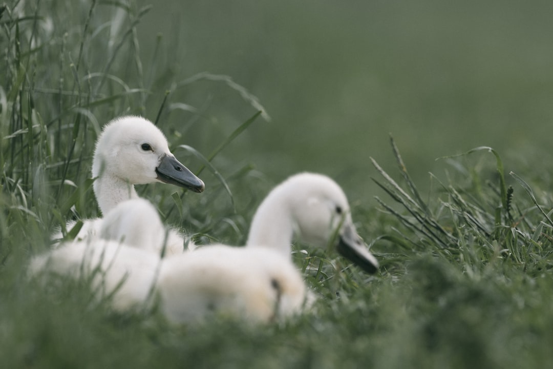 white swan on green grass during daytime