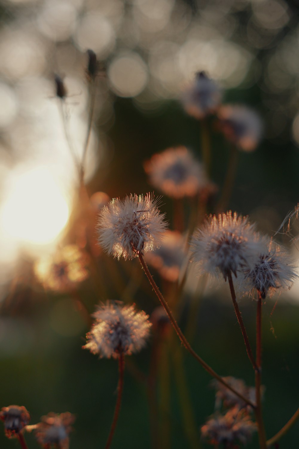 white and brown flower in tilt shift lens