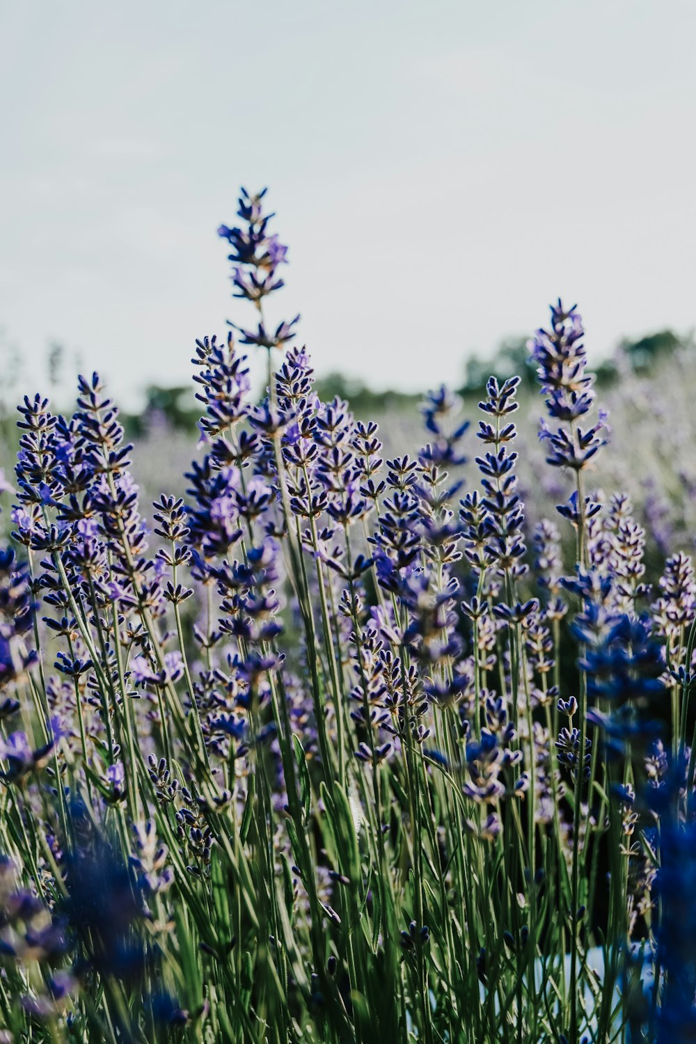 blue flowers under white sky during daytime