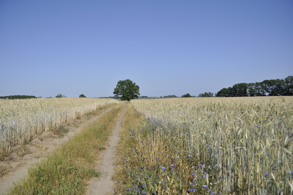 Brauner Rasenplatz unter blauem Himmel tagsüber