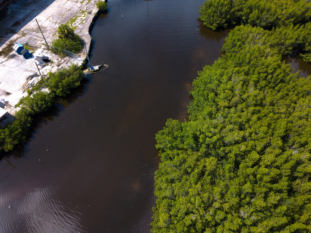 Grüne Bäume am Fluss während des Tages