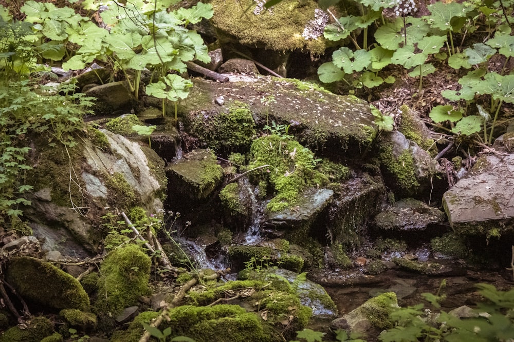 green moss on gray rocks