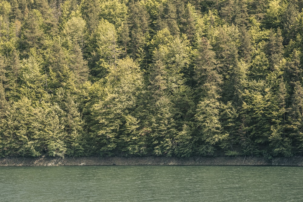 green and yellow trees beside body of water during daytime