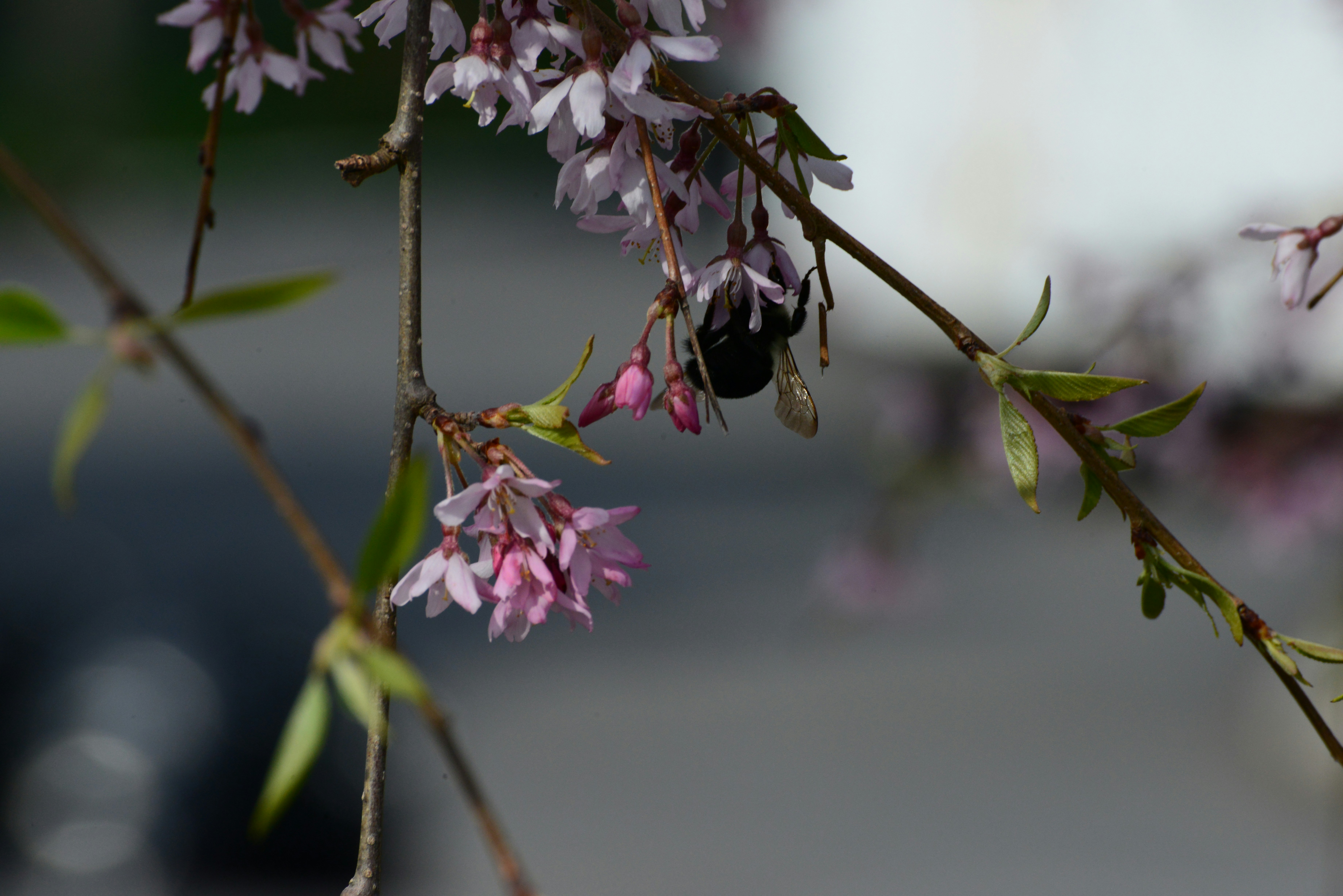 Photo by zucchiniiking