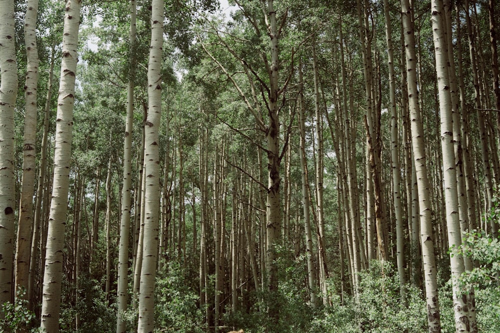 green trees on forest during daytime