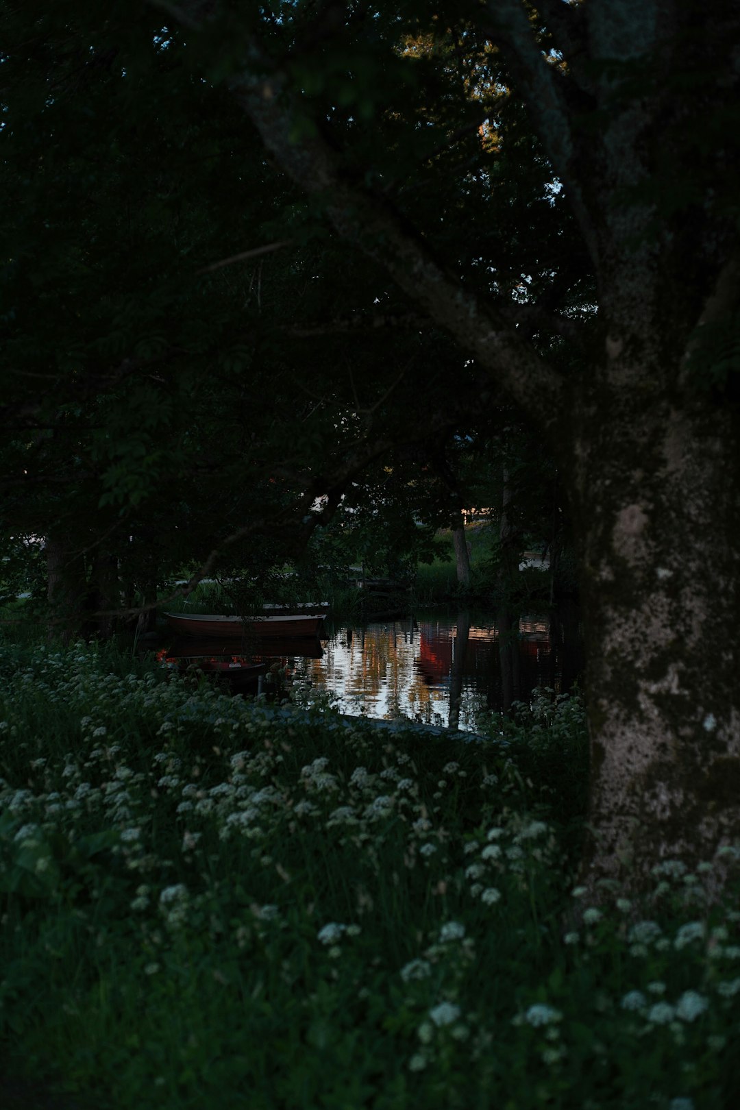 green grass and trees during night time