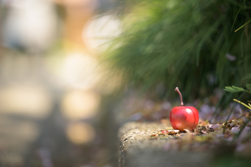 red and gold baubles on brown tree trunk