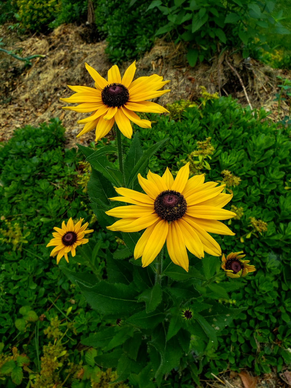 flor amarilla con hojas verdes