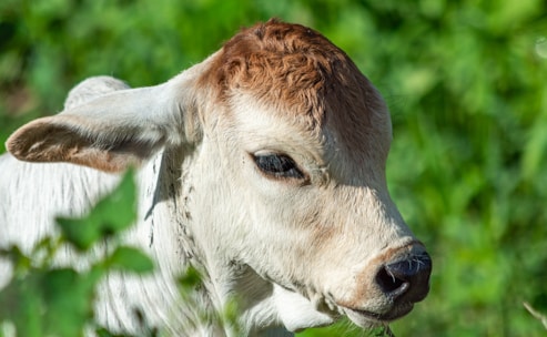 An inspiring image of a farmer working with calves, symbolizing success.
