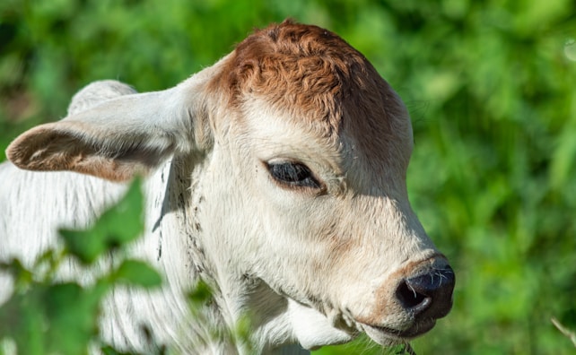 The image depicts a young white calf with light brown spots on its head. It is situated in an outdoor setting, likely a field, with green vegetation in the blurred background.