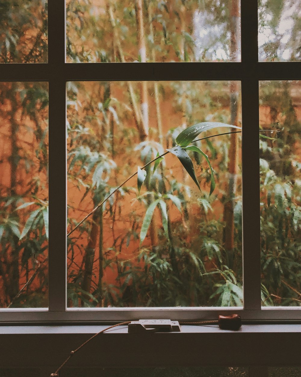 green and yellow bird on brown wooden window