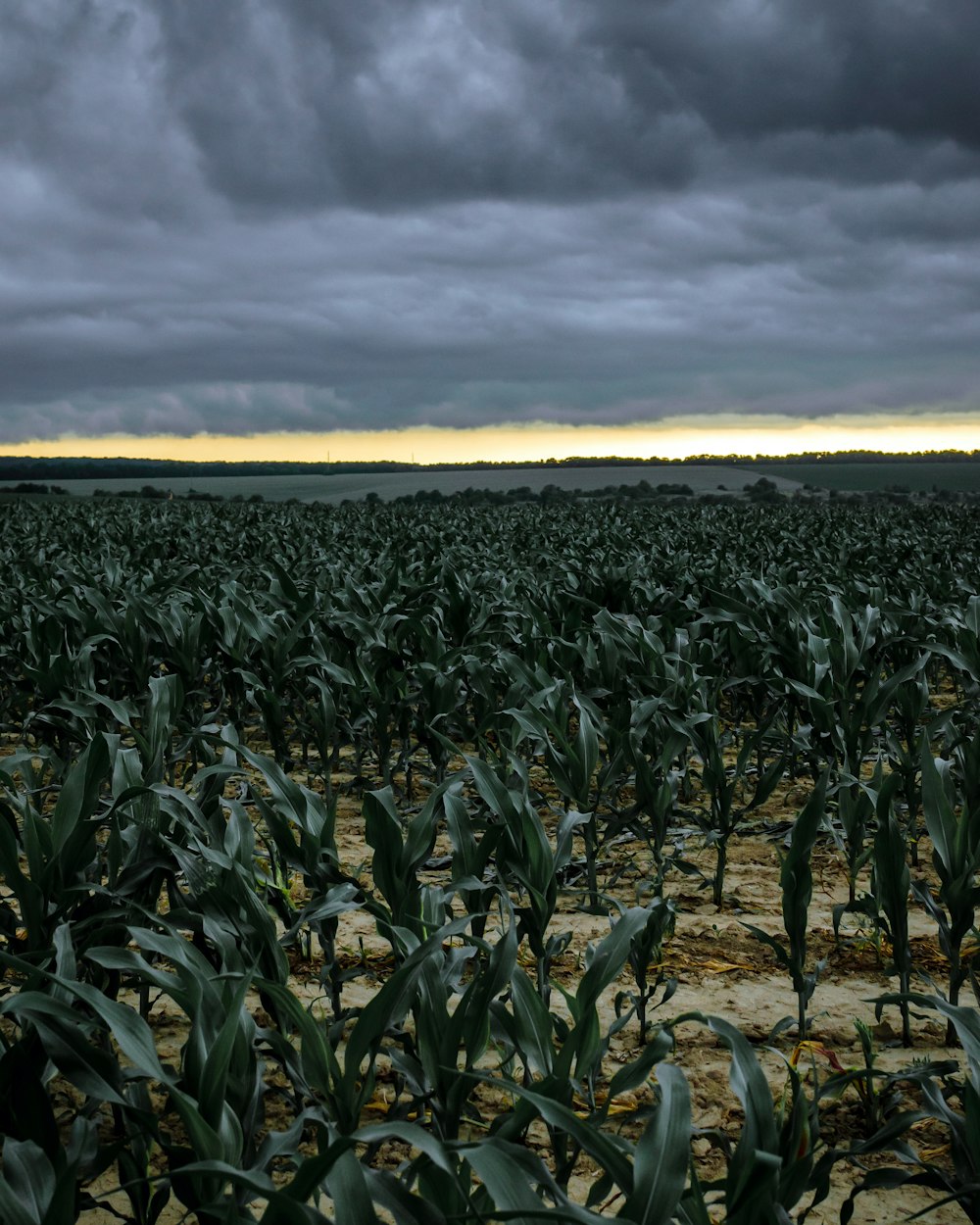 green corn field under cloudy sky during daytime