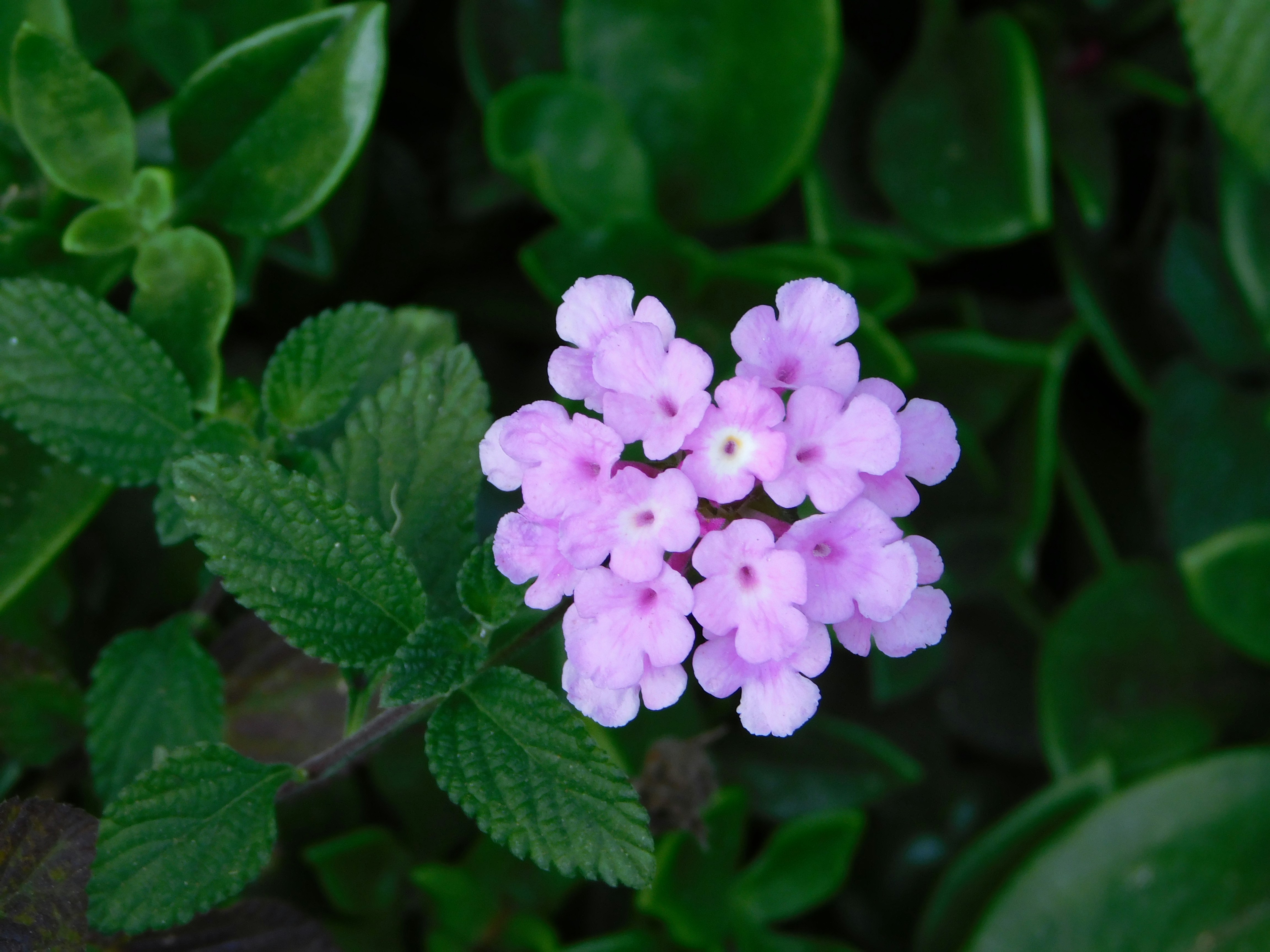 Purple Lantana