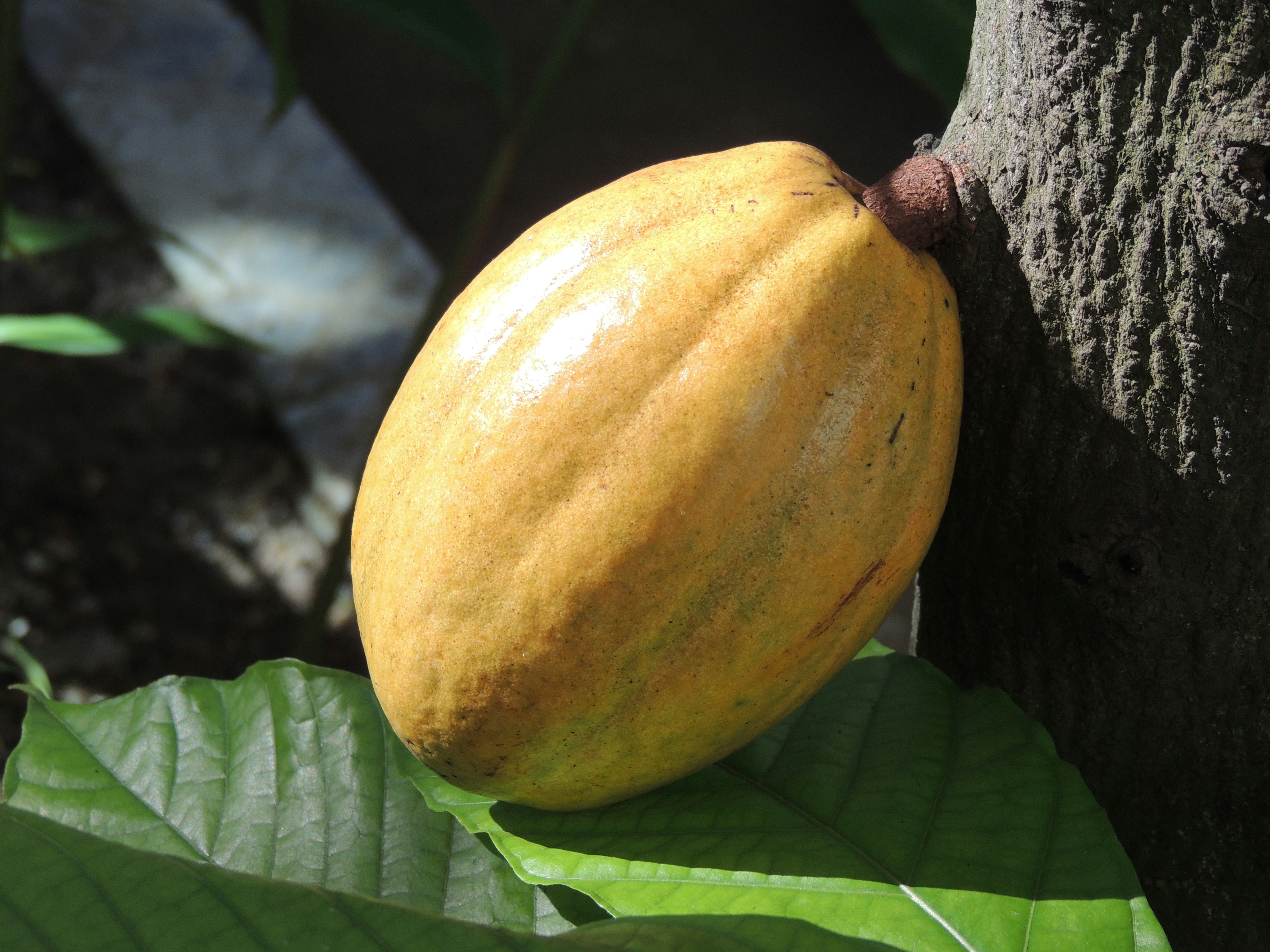 Cacaueiro dando frutos.