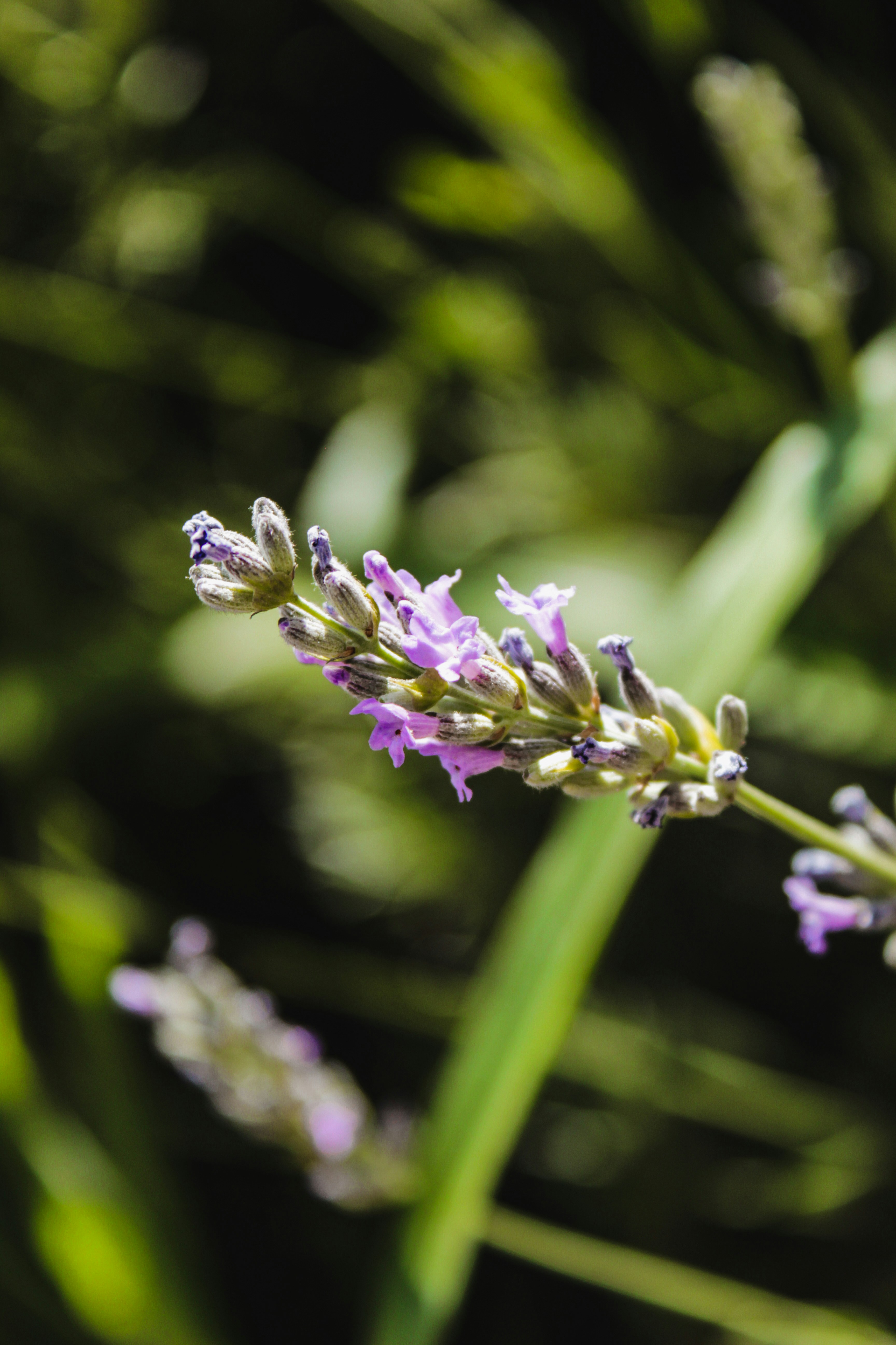 Photo by lensensational