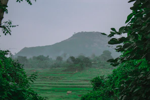 View from the balcony showing lush greenery around Na Can homestay.