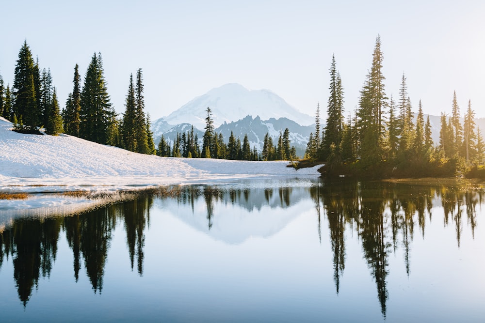 green pine trees near lake during daytime