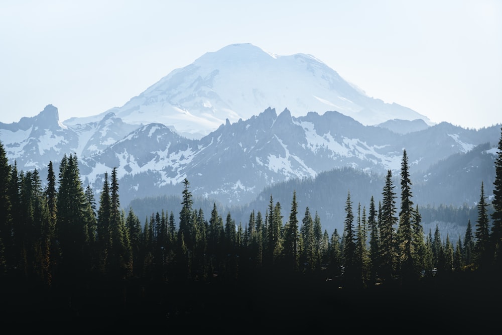 green pine trees near snow covered mountain during daytime