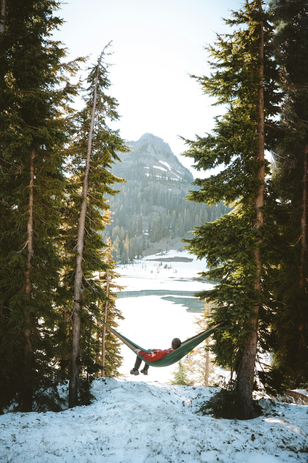 green pine trees near snow covered mountain during daytime