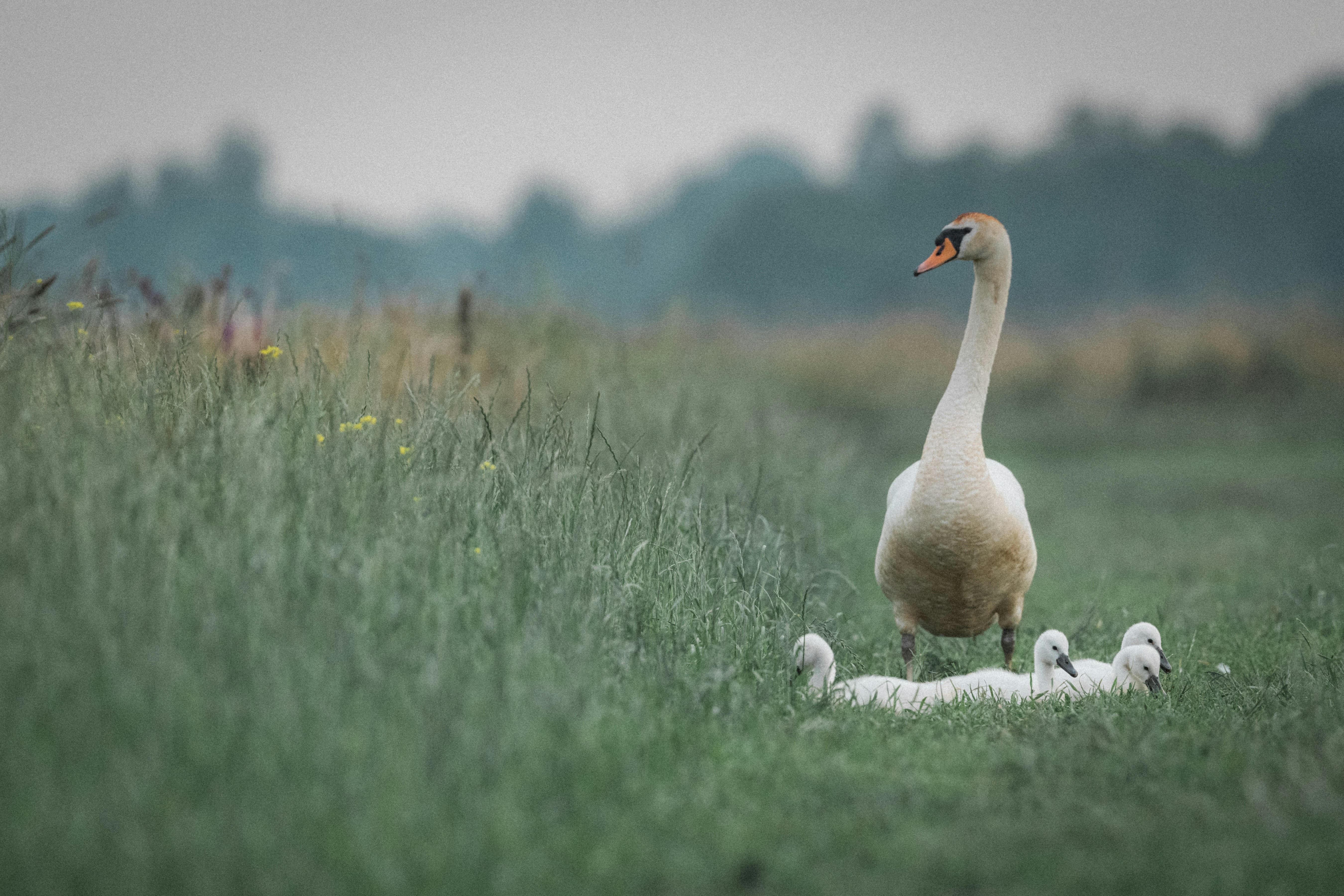 Photo by vincentvanzalinge