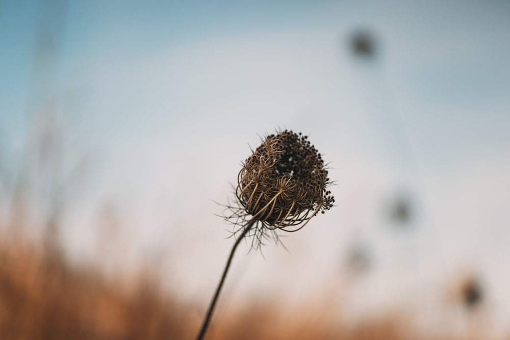 white dandelion in close up photography